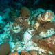 Corals affected by a 2016 mortality event at East Flower Garden Bank. Photo: FGBNMS/Schmahl via NOAA
